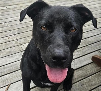 Meet Stella Kaipara Feature box image